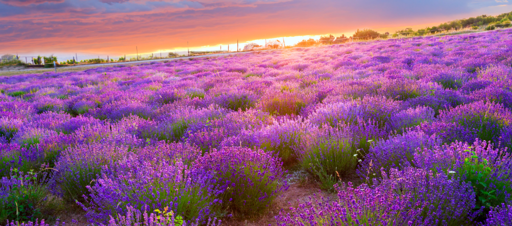 Lavender fields in full bloom at sunset in Tihany, Hungary.