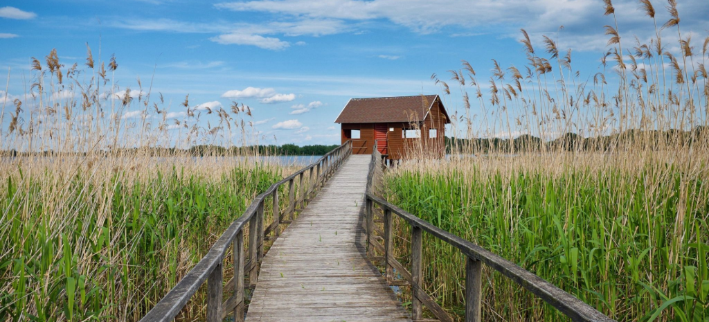 Walking through water lilies on Lake Tisza, Hungary’s hidden nature paradise