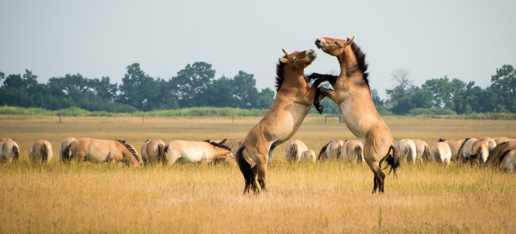 Wild horses in the Hortobágy National Park, Hungary’s Great Plain
